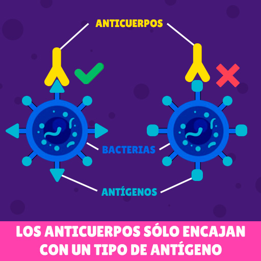 Anticuerpos y antígenos