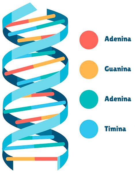 Cadena de ADN y las 4 bases nitrogenadas - Freepik