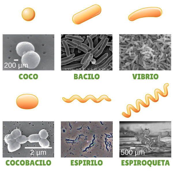 Tipos de Bacterias según su Forma - CNX OpenStax via Wikipedia