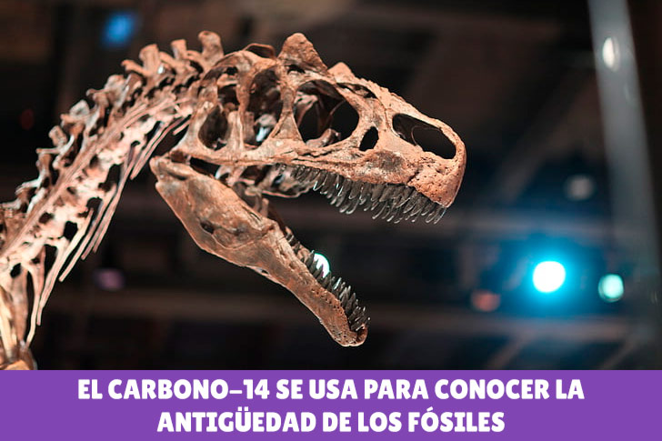 El carbono-14 se usa para conocer la
antigüedad de los fósiles - https://www.pickpik.com