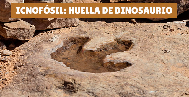 Ejempo de icnofósil: una huella de dinosaurio