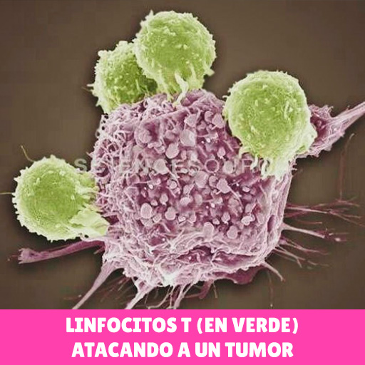 Linfocitos T atacando un tumor