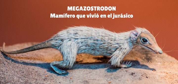 Megazostrodon - Mamífero que vivió en el jurásico - Theklan para Wikimedia