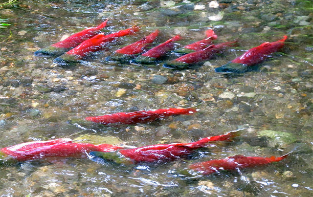 Migración del salmón - U.S. Fish and Wildlife Service Headquarters para Flickr