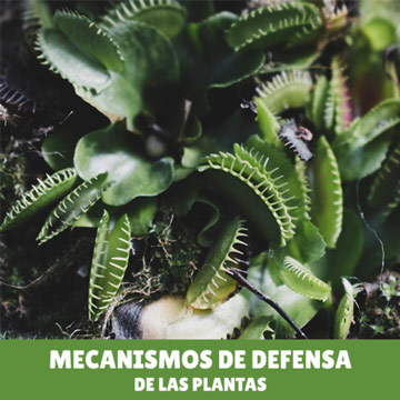 Mecanismos de Defensa de las Plantas