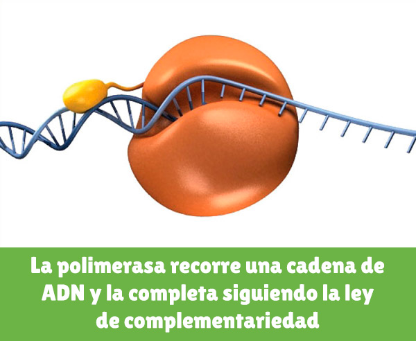 La polimerasa recorre una cadena de ADN y la completa siguiendo la ley de complementariedad - Neb.com
