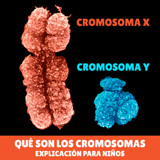 Qué son los Cromosomas: explicación para niños - NDLA.no