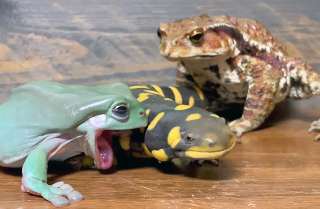 Una rana, una salamandra y un sapo - Mr. Frog para YouTube