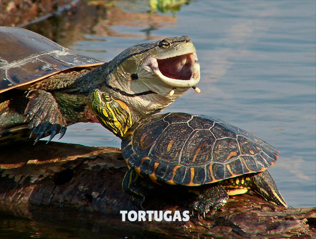 Tortugas tomando el sol - Gustavo Fernando Durán para Flickr