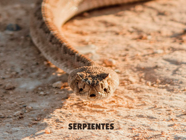 Serpientes: víbora sobre la arena - Pexels