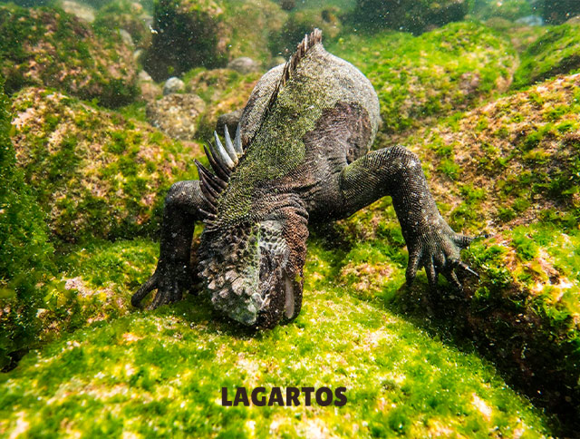 Lagartos: iguana marina comiendo algas - bioGraphic