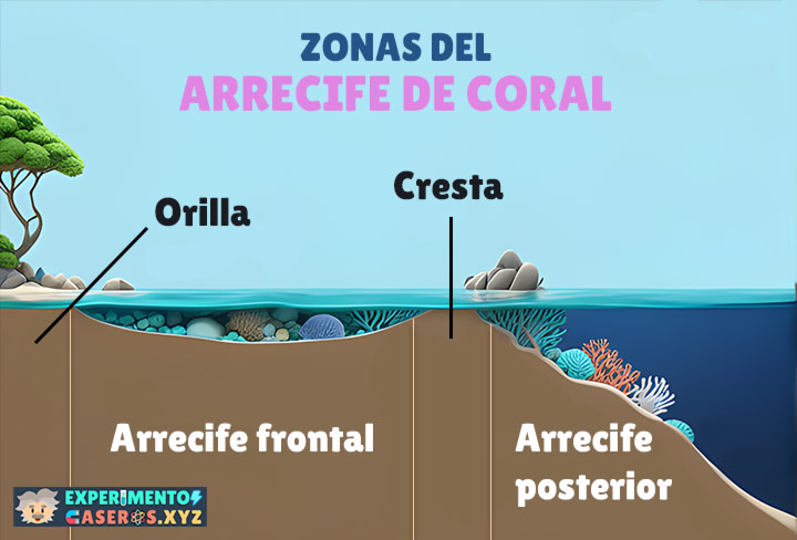Diagrama de las zonas del arrecife de coral